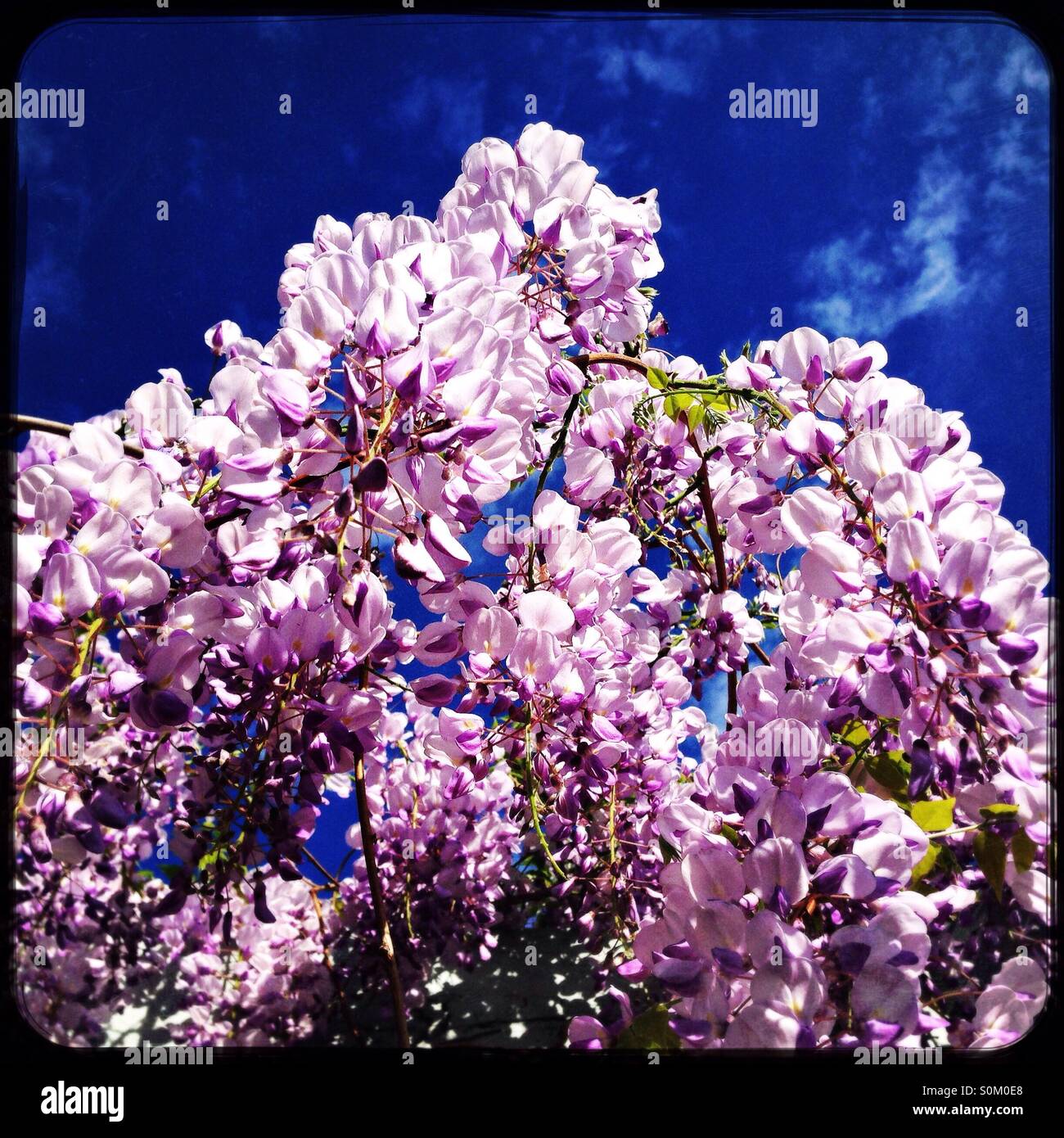 Wisteria flowering in Spring with sunshine and blue sky - Smartphone Captured Stock Image
