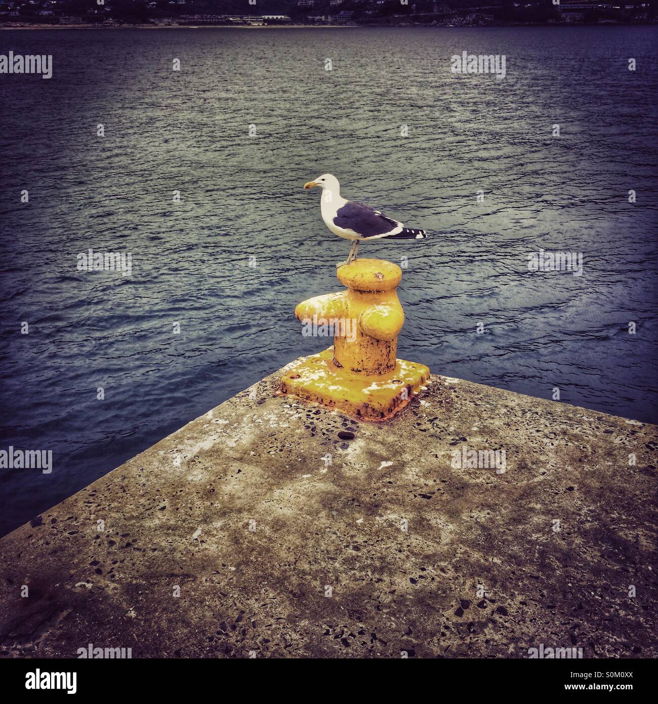 Kelp gull perched on a bollard in Houtbay harbour. - Smartphone Captured Stock Image