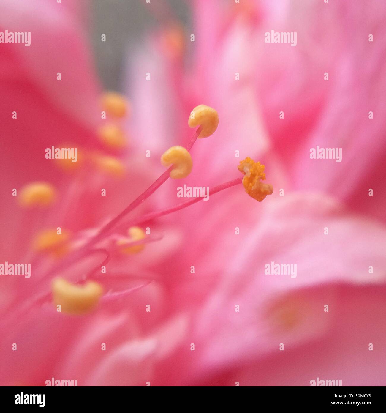 Macro of the stamen of a pink flower Stock Photo