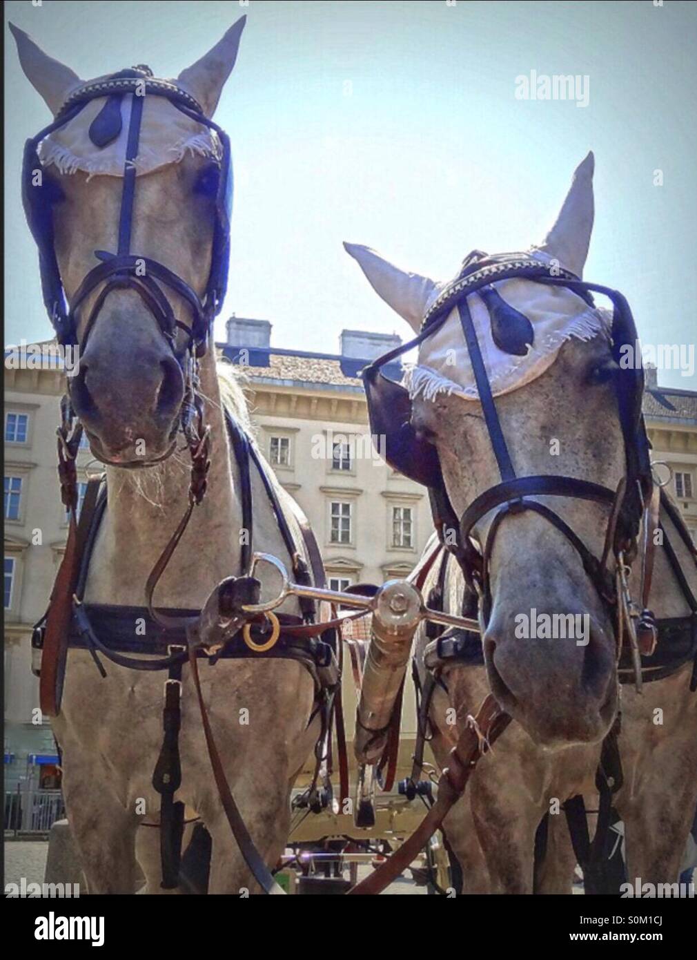 Fiaker in vienna - Smartphone Captured Stock Image