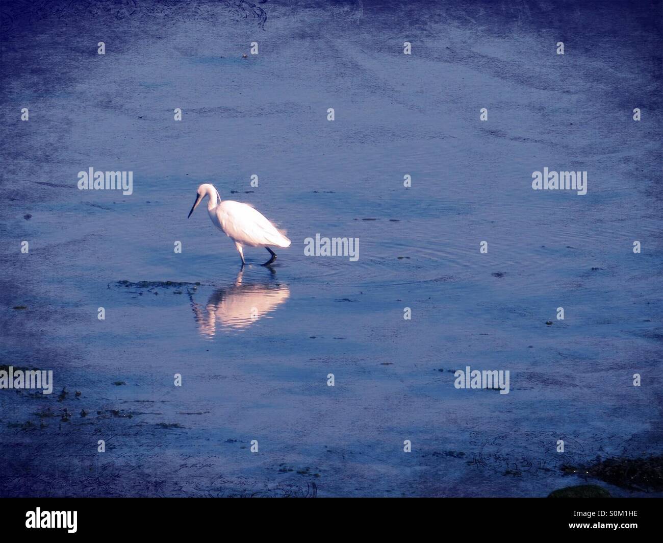 White wading bird in shallow water - Smartphone Captured Stock Image
