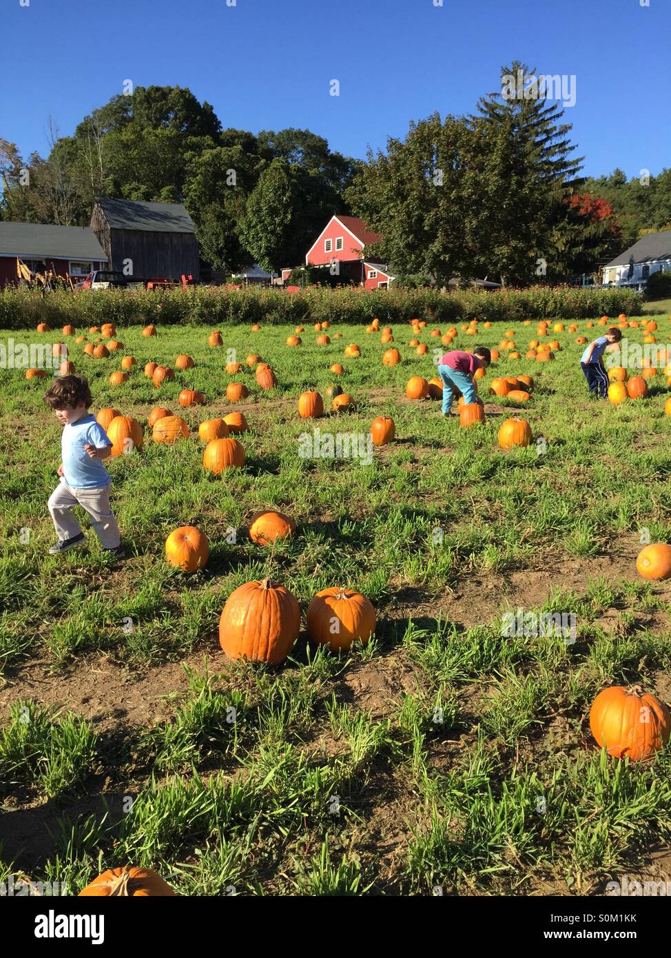 Three boys in a pumpkin field. Stock Photo