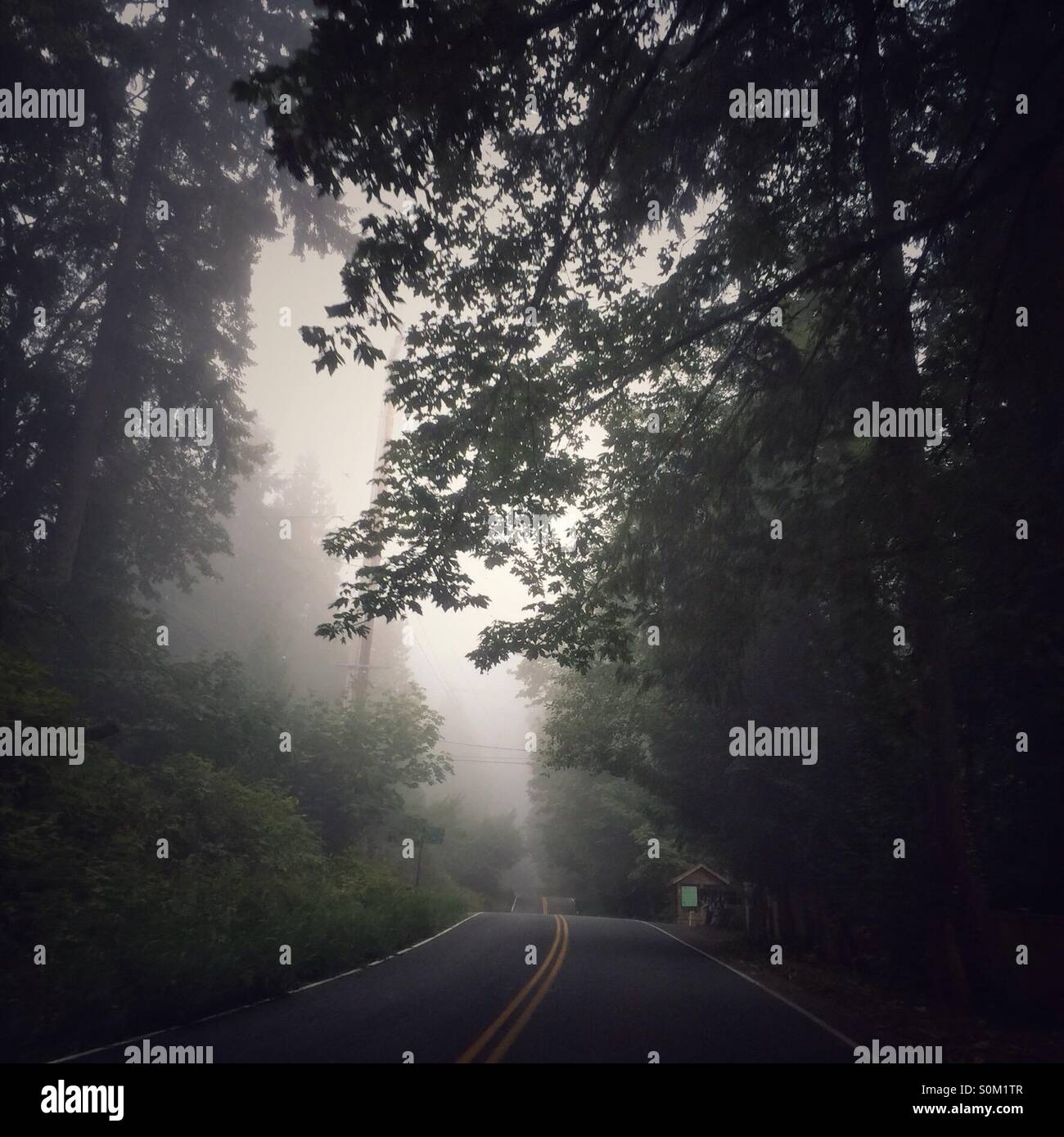 Road in the forest in the fog Stock Photo - Alamy