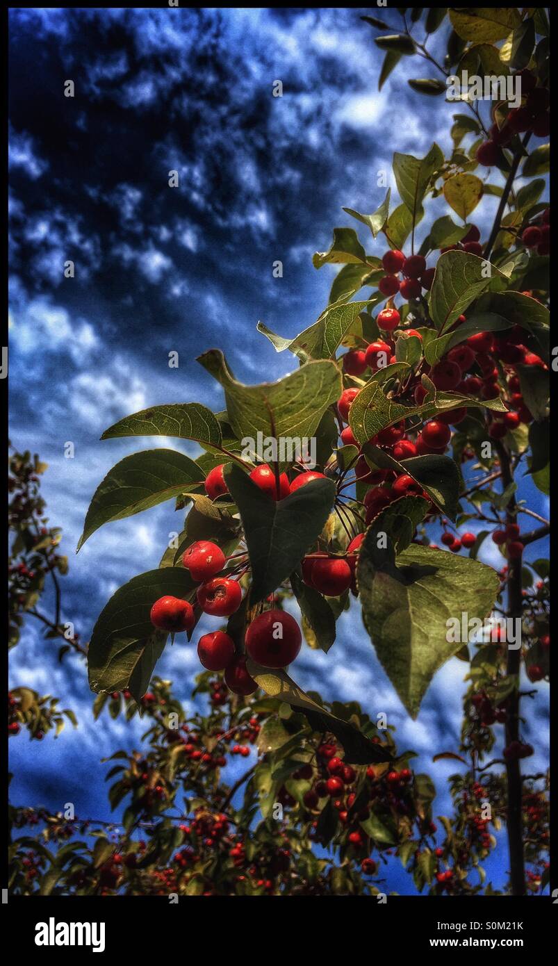 Berry tree against blue sky and clouds Stock Photo - Alamy