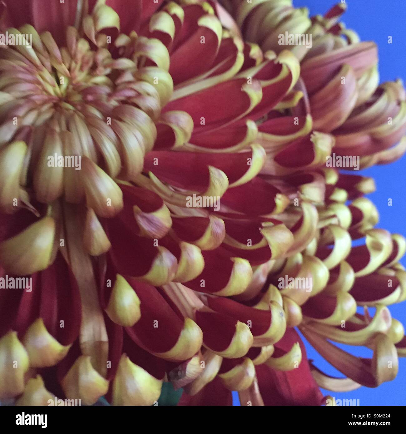 Close up of a Chrysanthemum Stock Photo