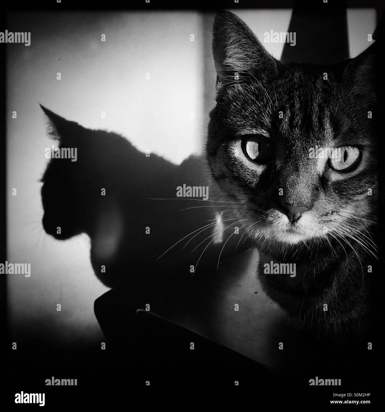 Tabby cat casting shadow on the wall Stock Photo - Alamy