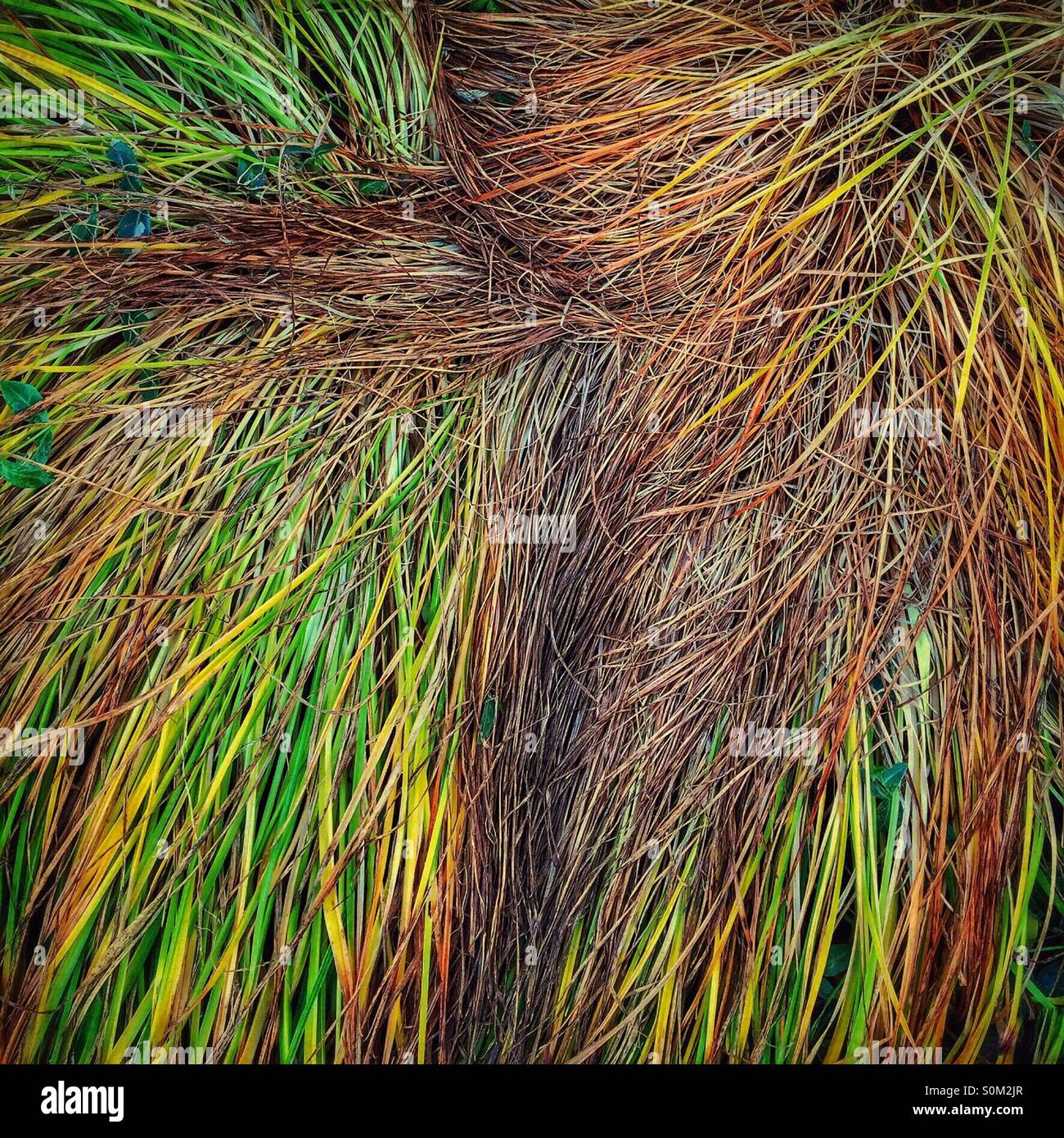 Pattern of grasses hi-res stock photography and images - Alamy