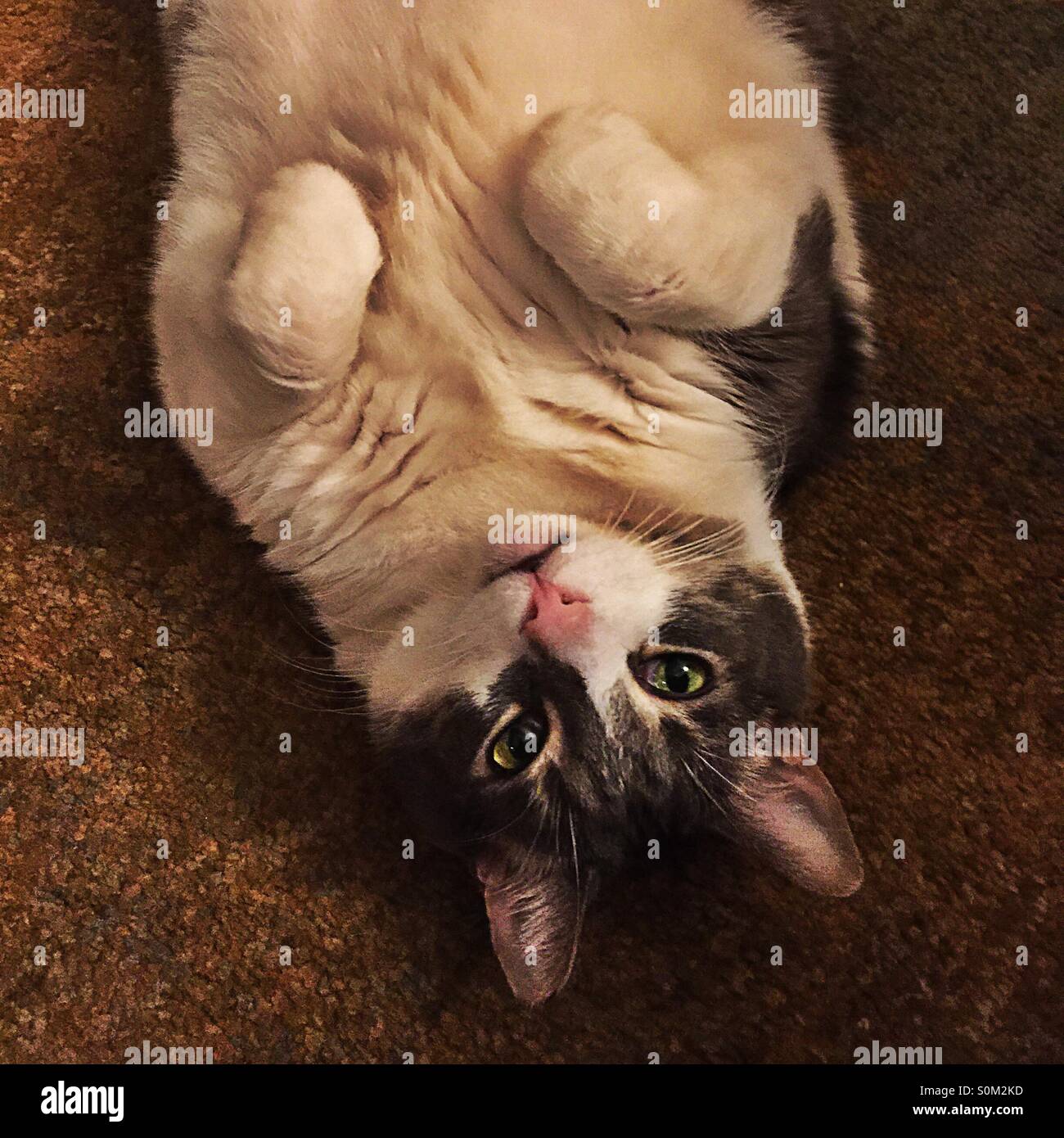 Upside down cat - Smartphone Captured Stock Image