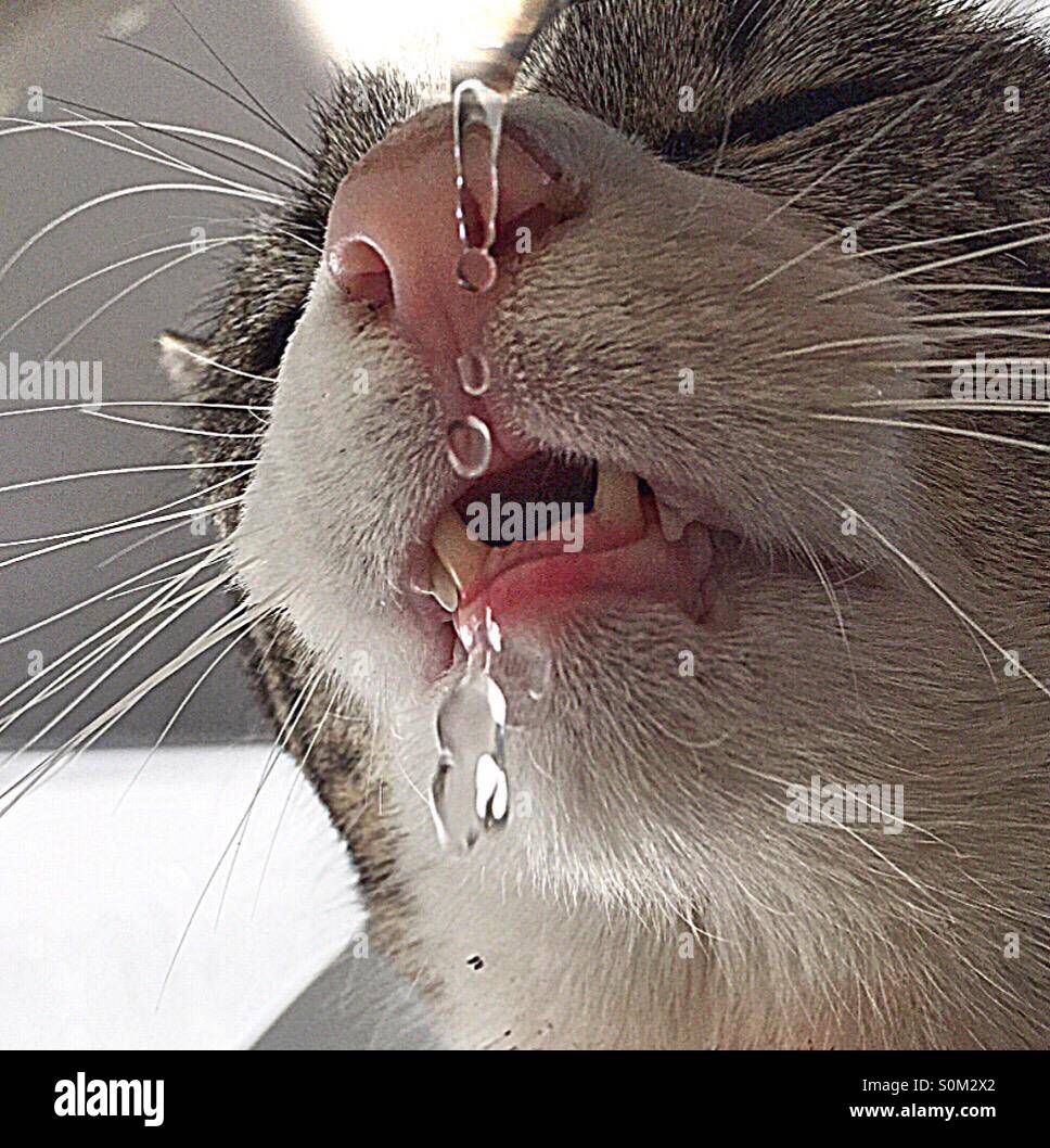 .. cats likes water...?! Stock Photo - Alamy