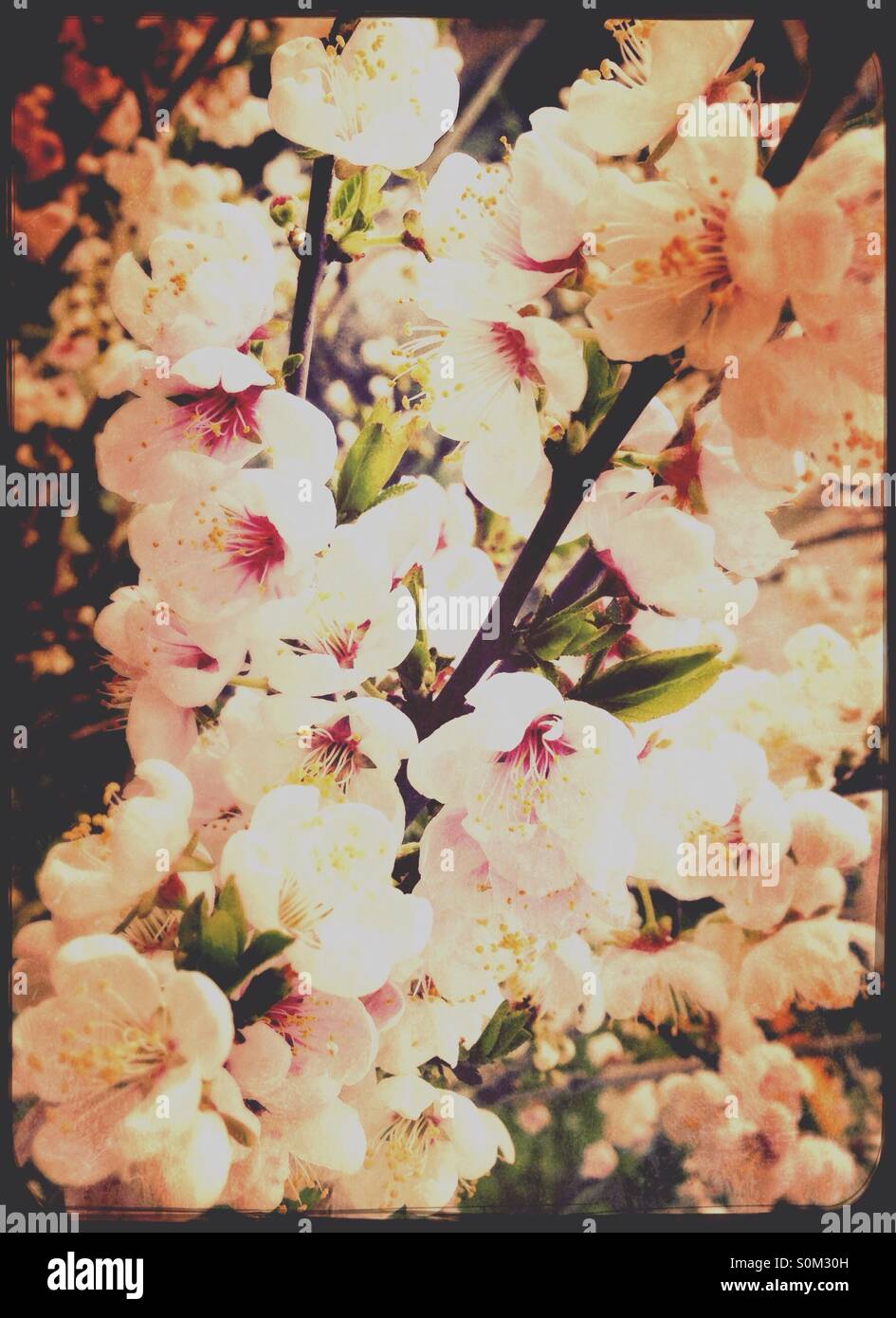 Spring japonica flowers - Smartphone Captured Stock Image