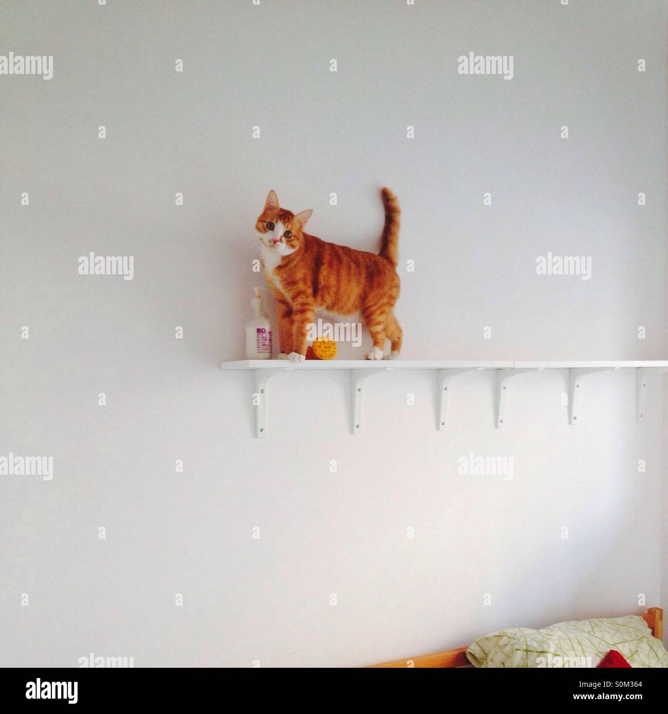 Jumping cat Stock Photo