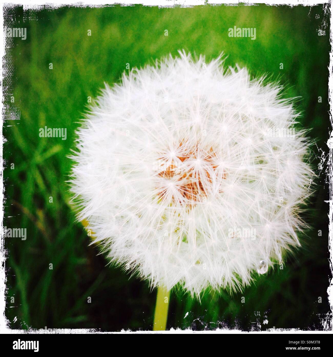 Autumn dandelion seeds hi-res stock photography and images - Alamy