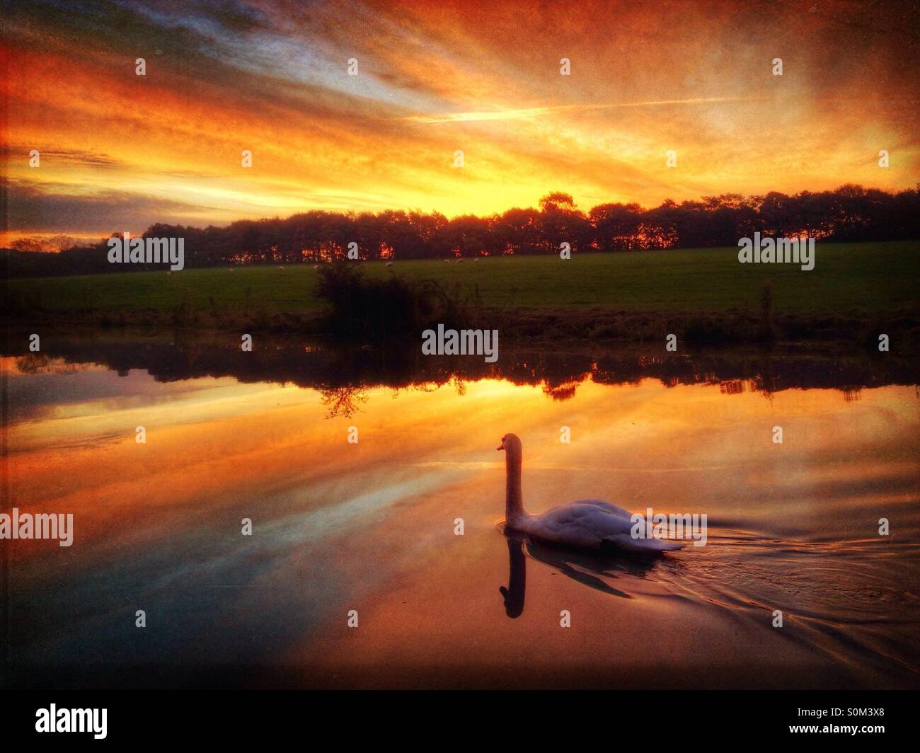 Swan at sunrise on Leeds and Liverpool canal in Lancashire Stock Photo