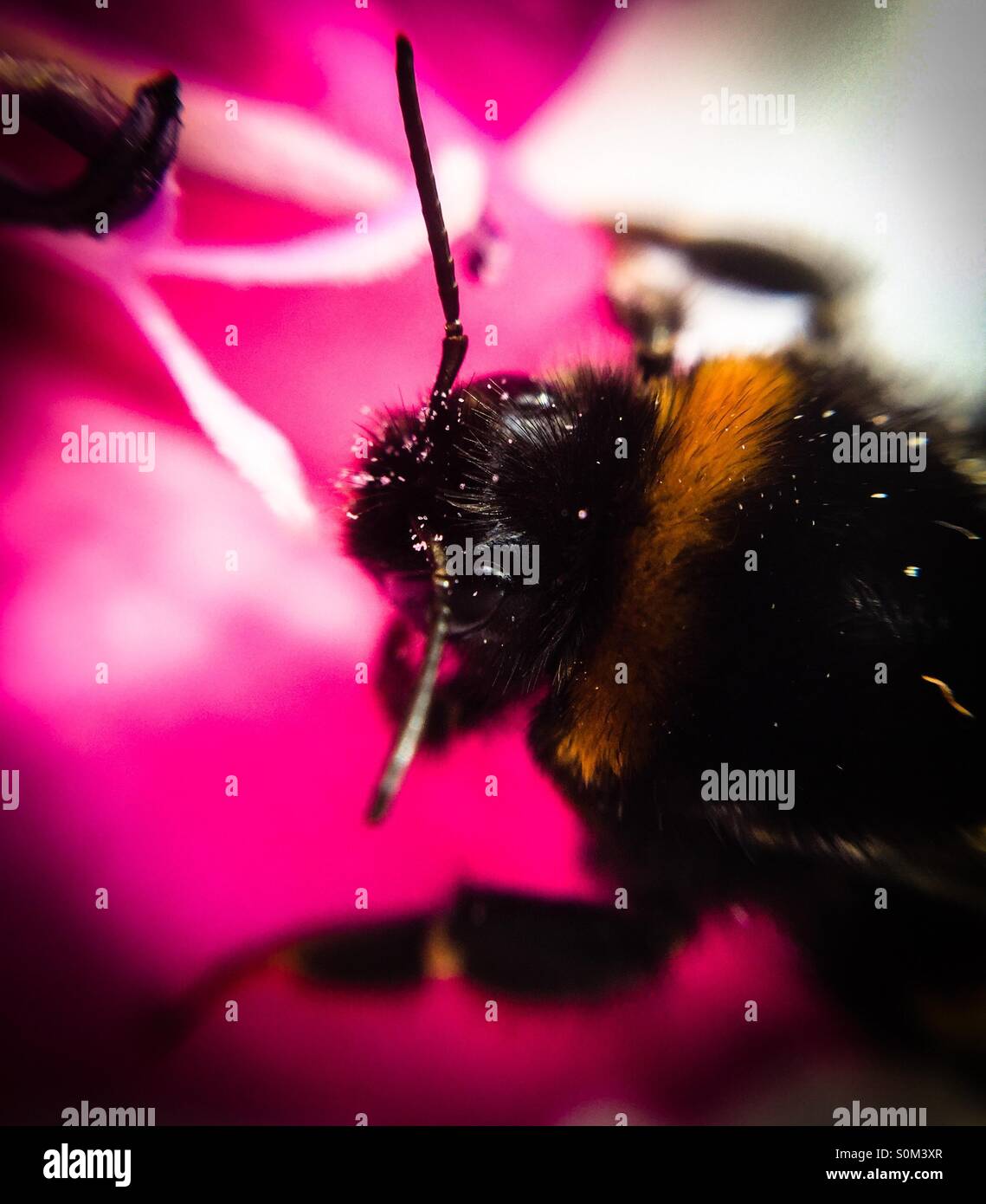 Macro of bee on flower vivid colour Stock Photo