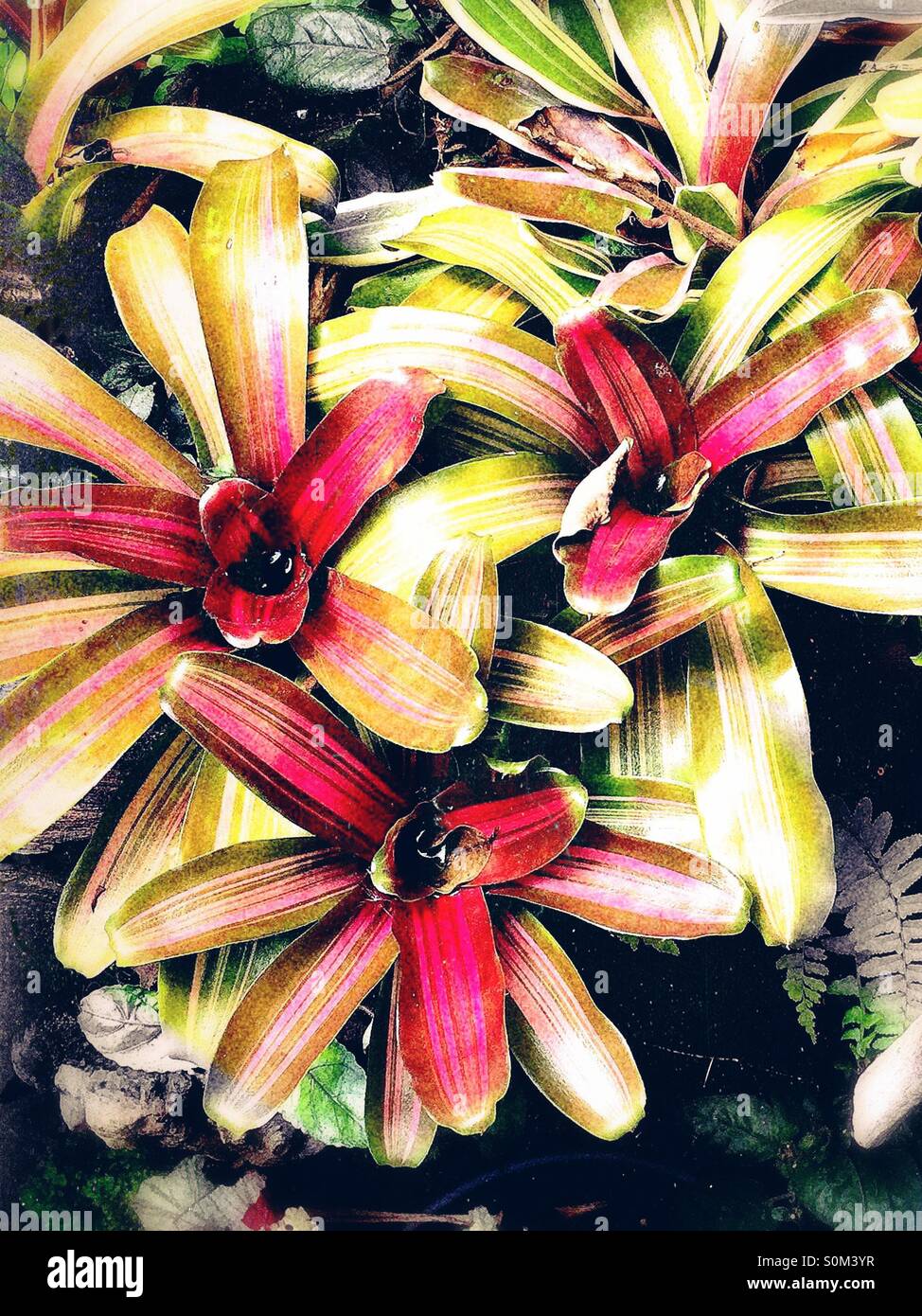 Bromeliad in a garden Stock Photo