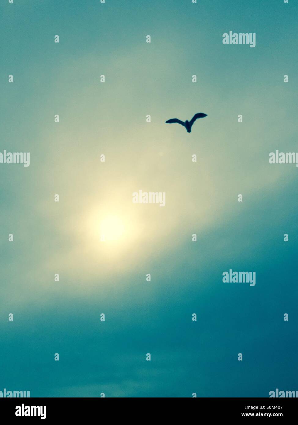Flying free 1 Stock Photo Alamy