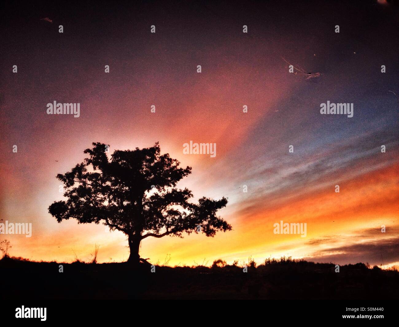 Reflection of solitary tree in canal at sunrise - Smartphone Captured Stock Image