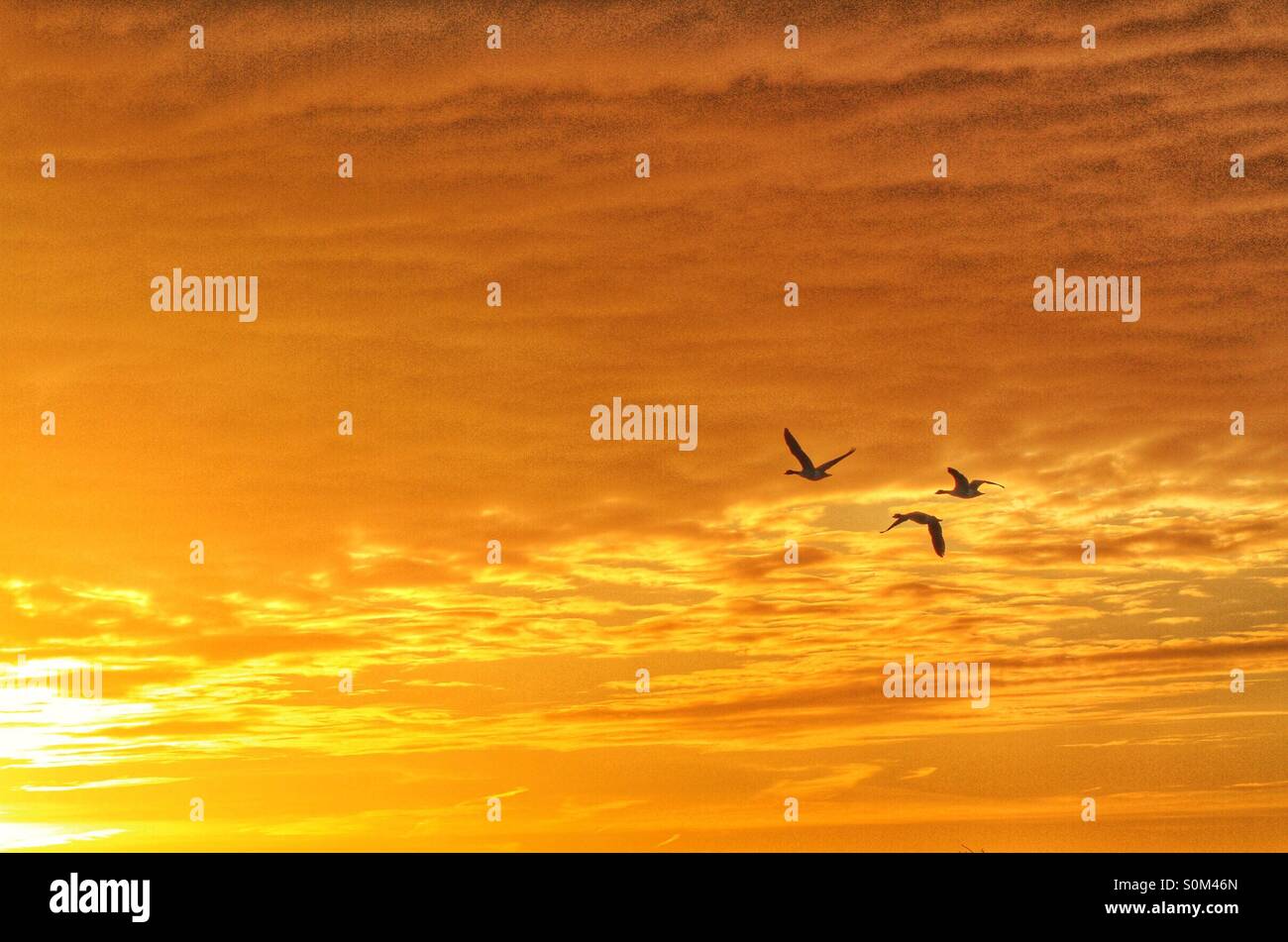 Three geese fly into the sunset. - Smartphone Captured Stock Image