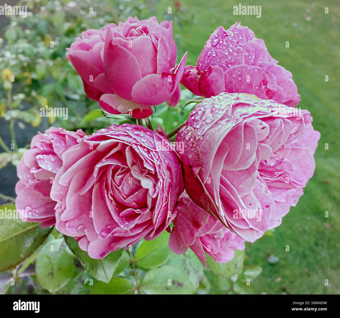 ..early in the morning Stock Photo - Alamy