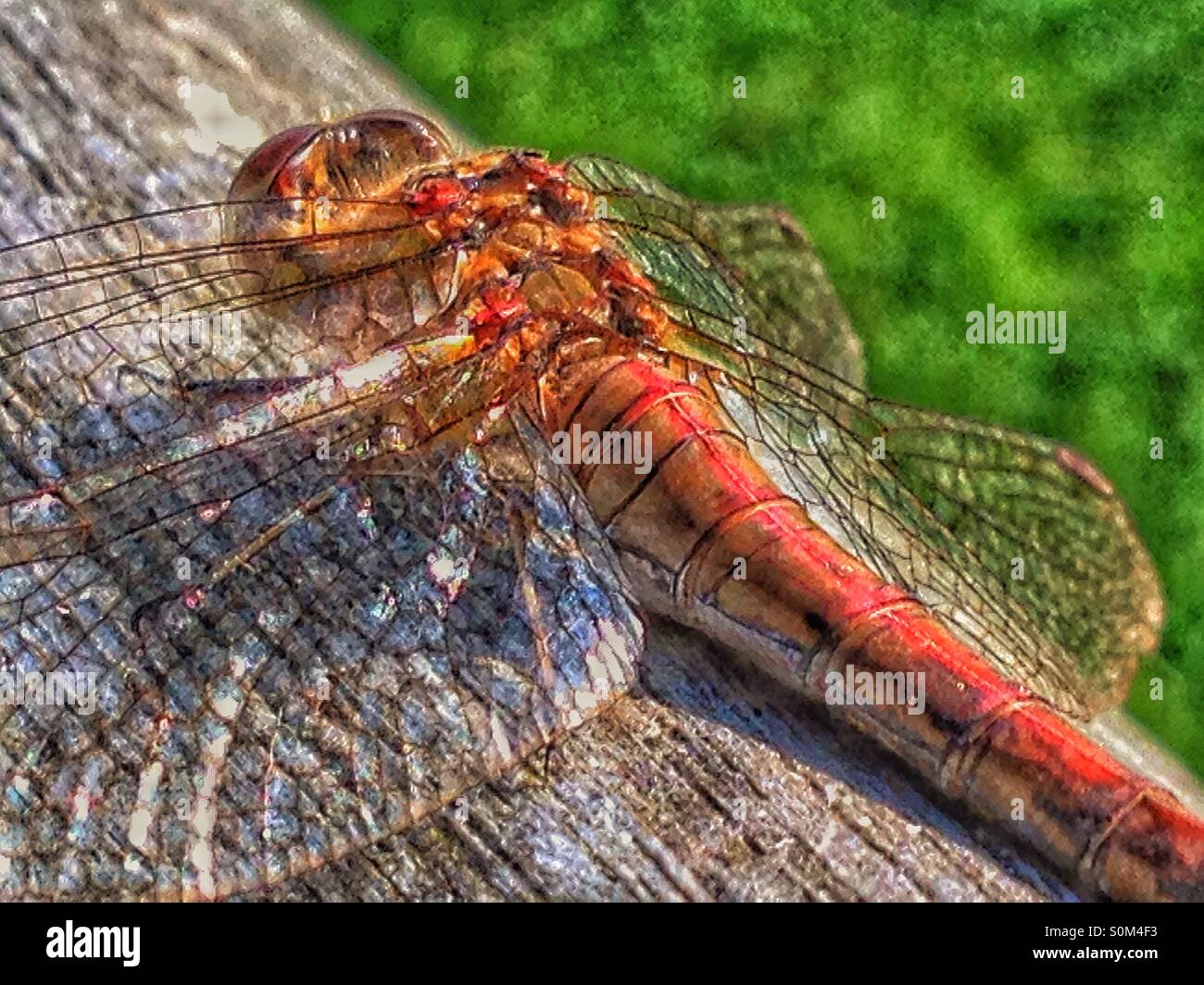 Dragonfly - Smartphone Captured Stock Image