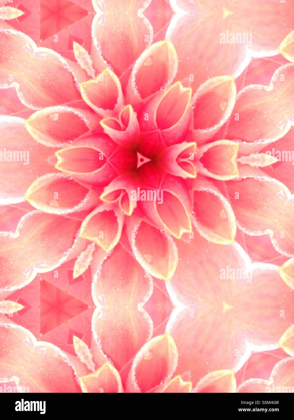 Kaleidoscope image of dahlia petals - Smartphone Captured Stock Image