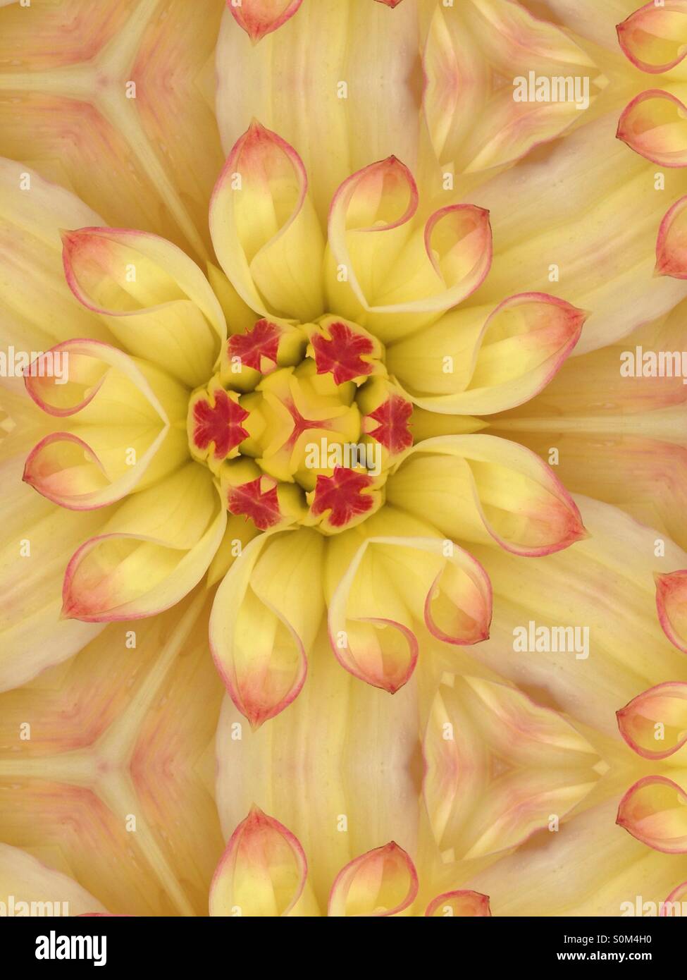Kaleidoscope image of dahlia petals - Smartphone Captured Stock Image
