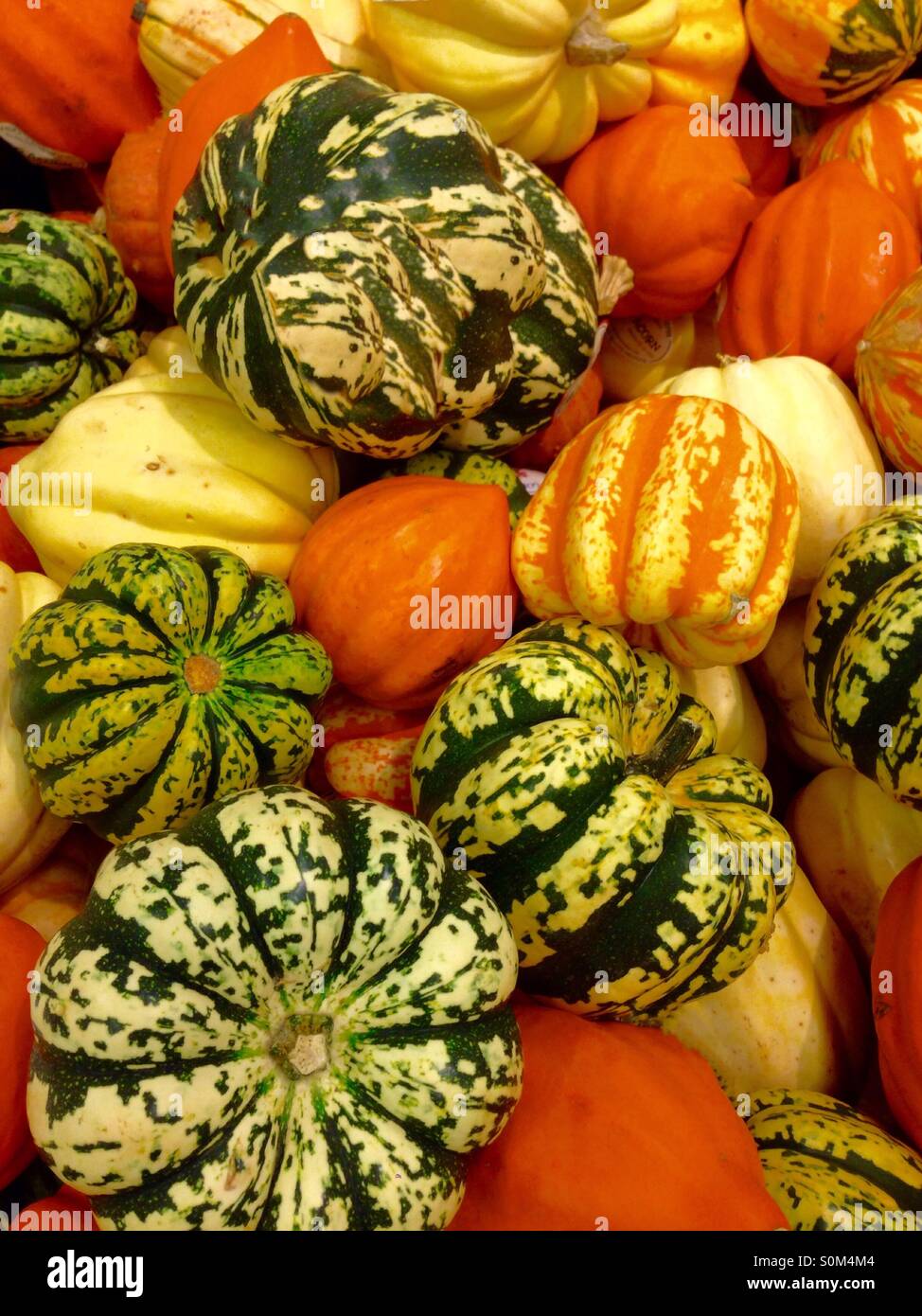 Yellow gourds hires stock photography and images Alamy