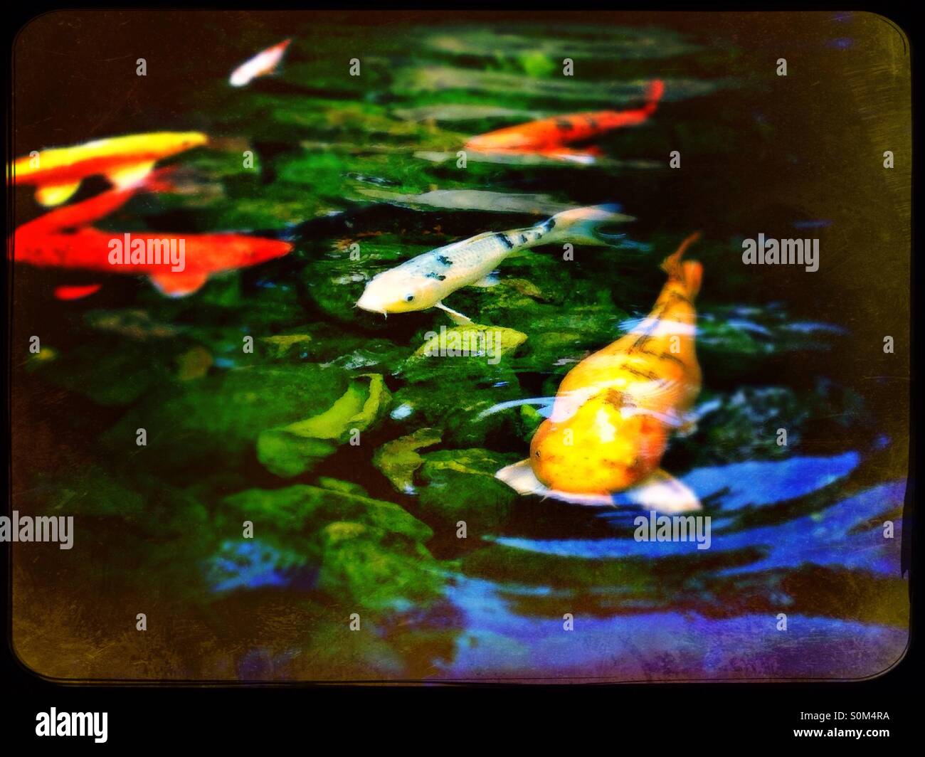 Koi in koi pond - Smartphone Captured Stock Image