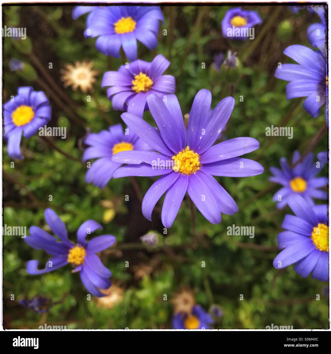 Blue daisies Stock Photo Alamy