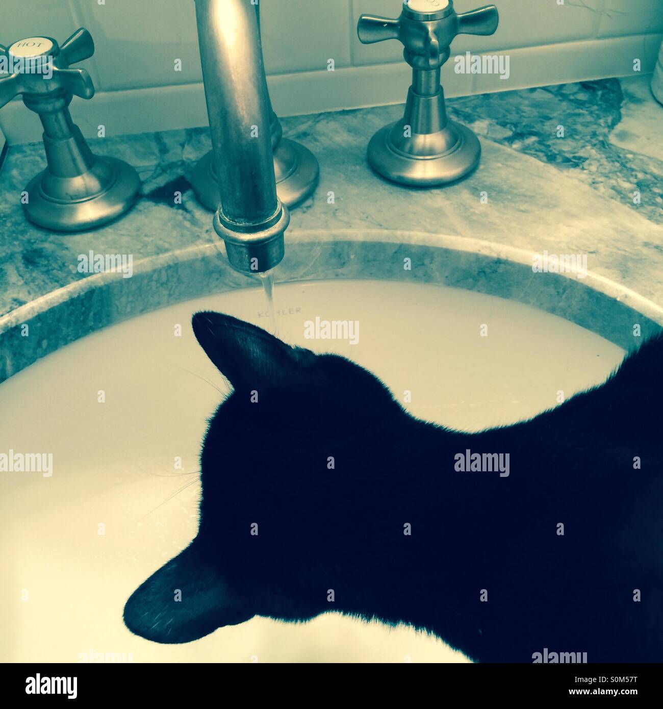 Black cat drinking water from sink faucet or tap - Smartphone Captured Stock Image