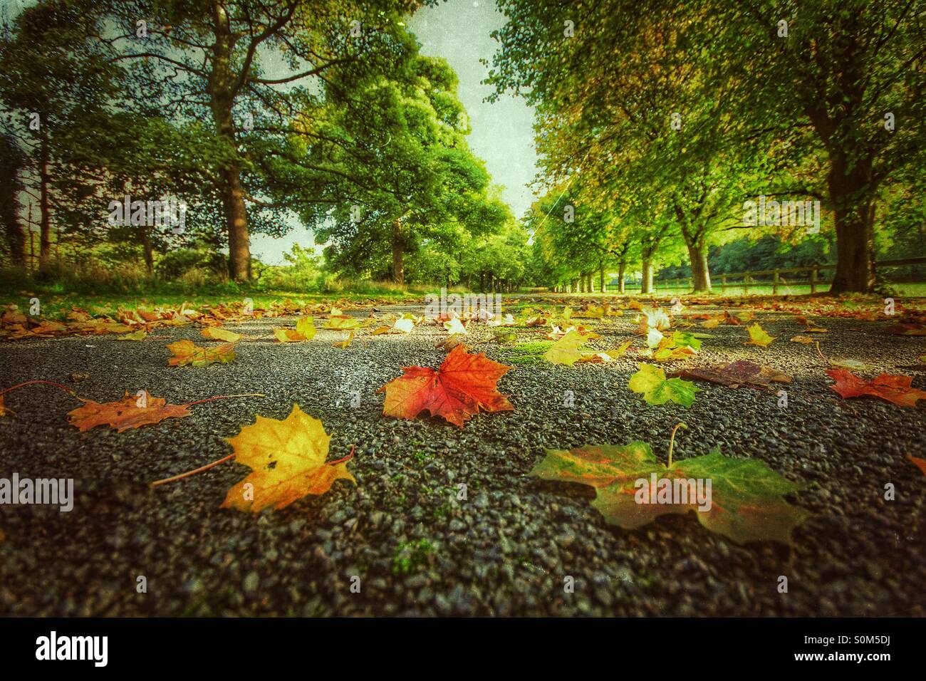 A quiet country lane with fallen leaves scattered around. - Smartphone Captured Stock Image A quiet country lane with fallen leaves scattered around. - Smartphone Captured Stock Image