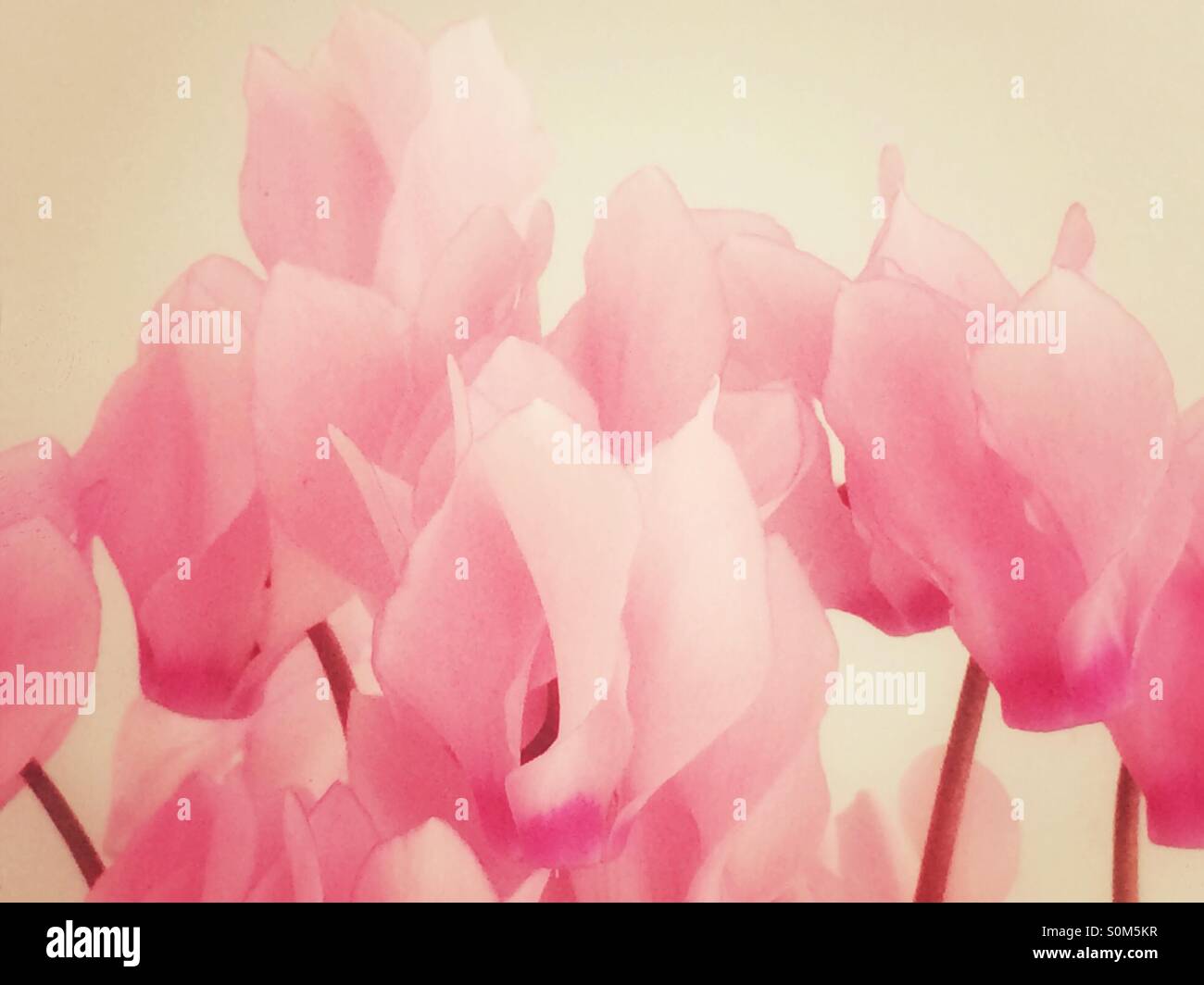 Very pale pink flowers hires stock photography and images Alamy