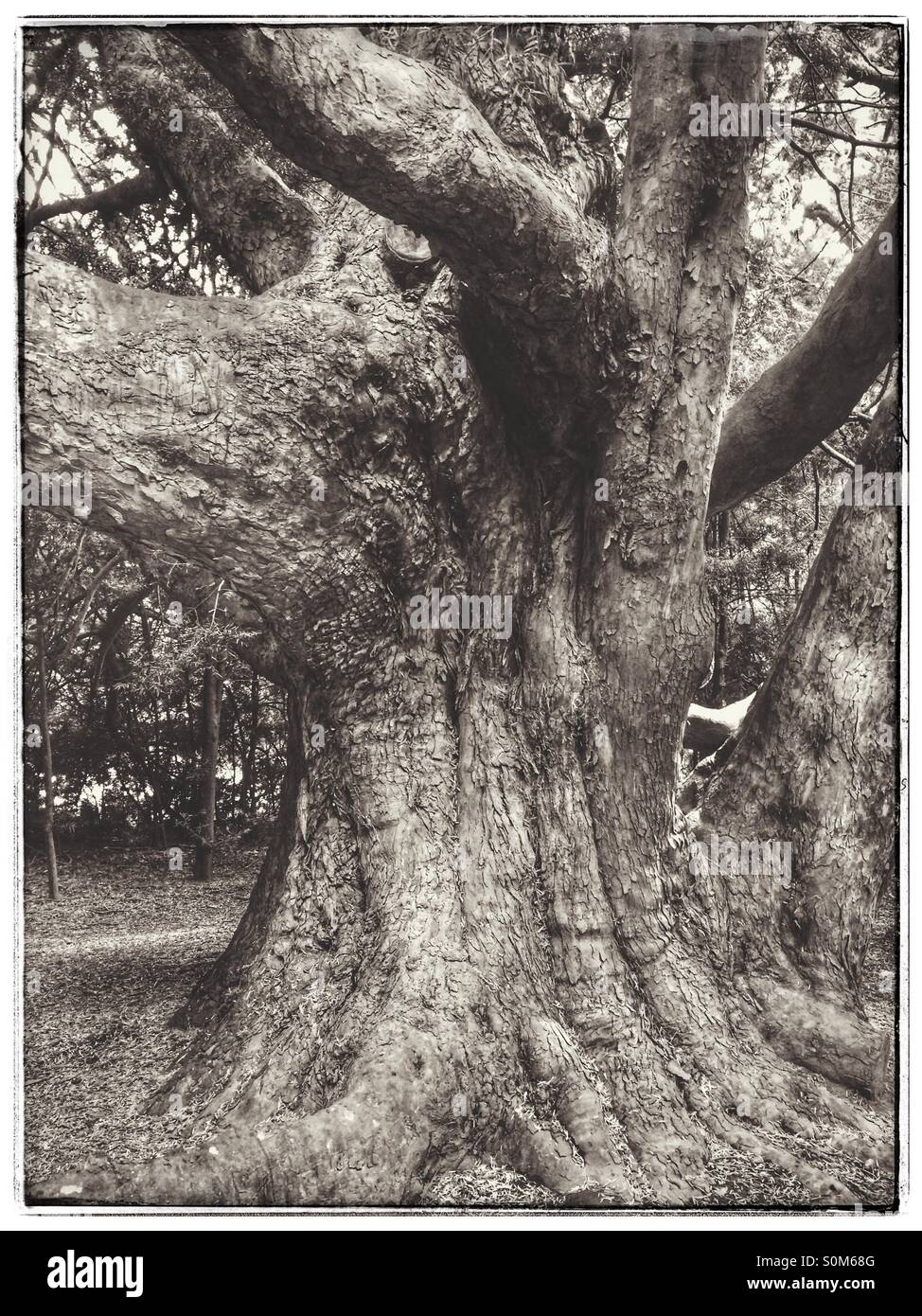 Black and white photo of tree trunk. - Smartphone Captured Stock Image