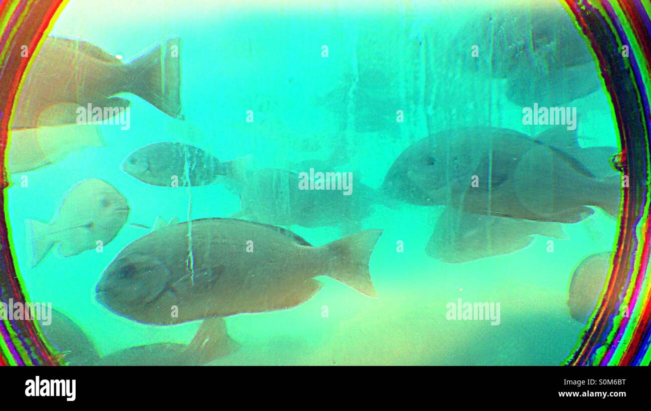 View from a porthole at the Coral Princess undersea viewing tower in