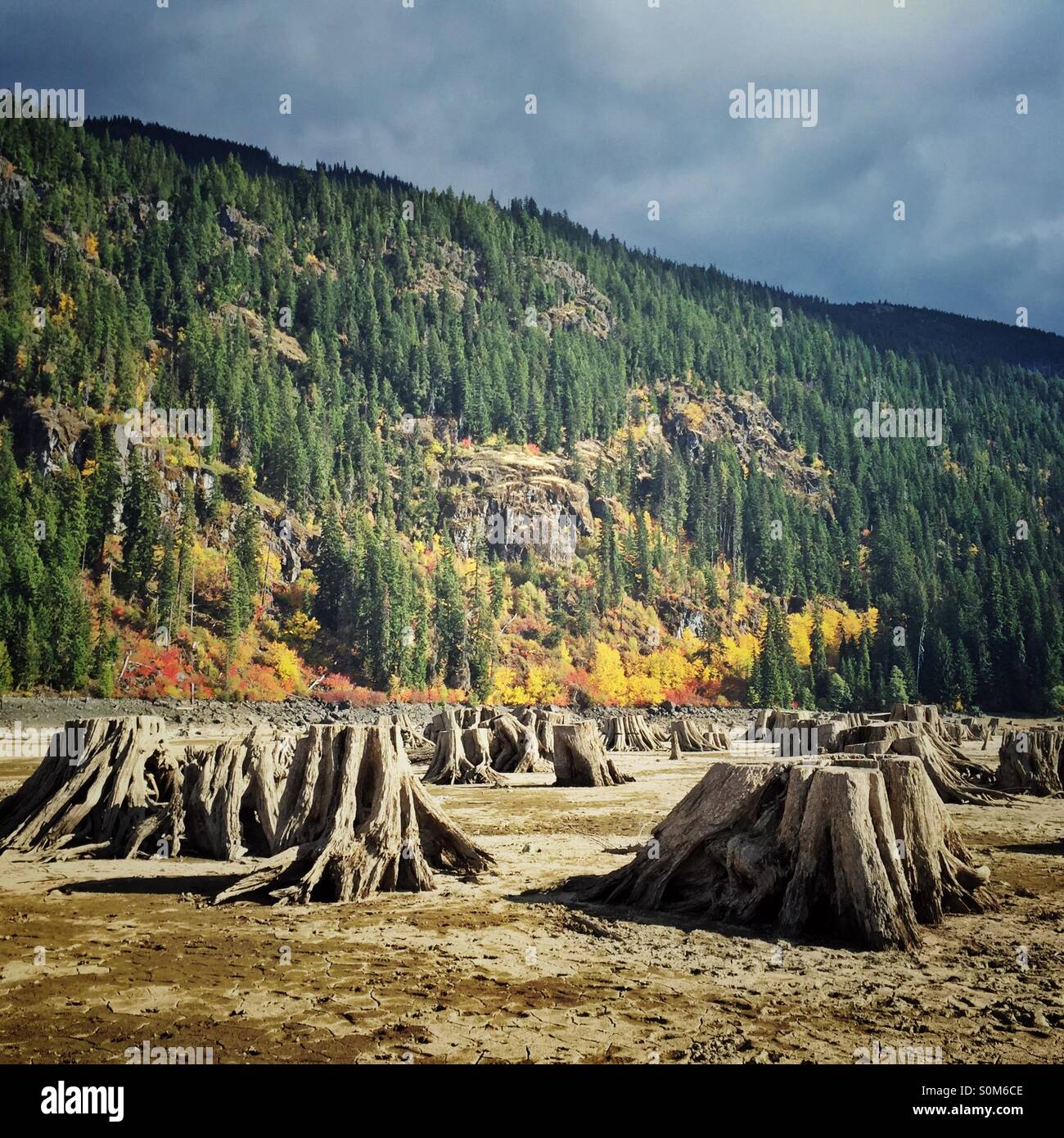 exposed tree stumps during draught in lake Kachees in western Washington - Smartphone Captured Stock Image