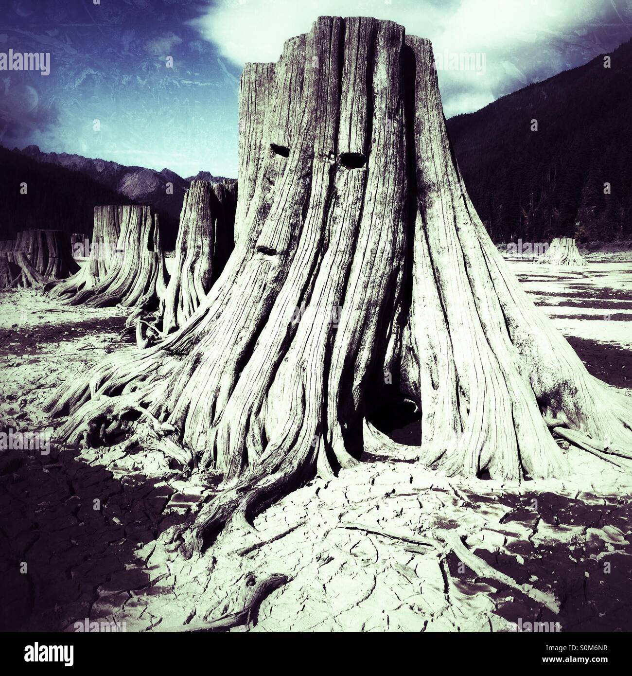 Exposed tree trunks on the bottom of Lake Kachees in Eastern Washington - Smartphone Captured Stock Image