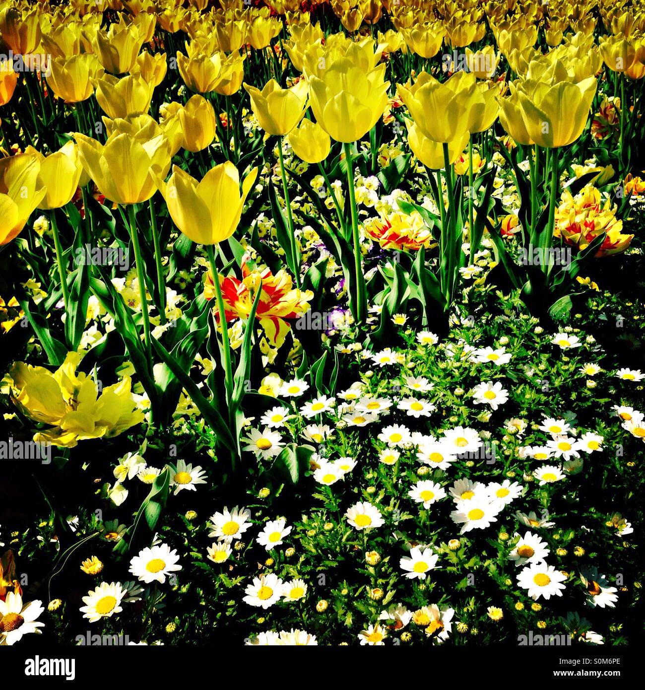 Bed of daisies flowers hires stock photography and images Alamy