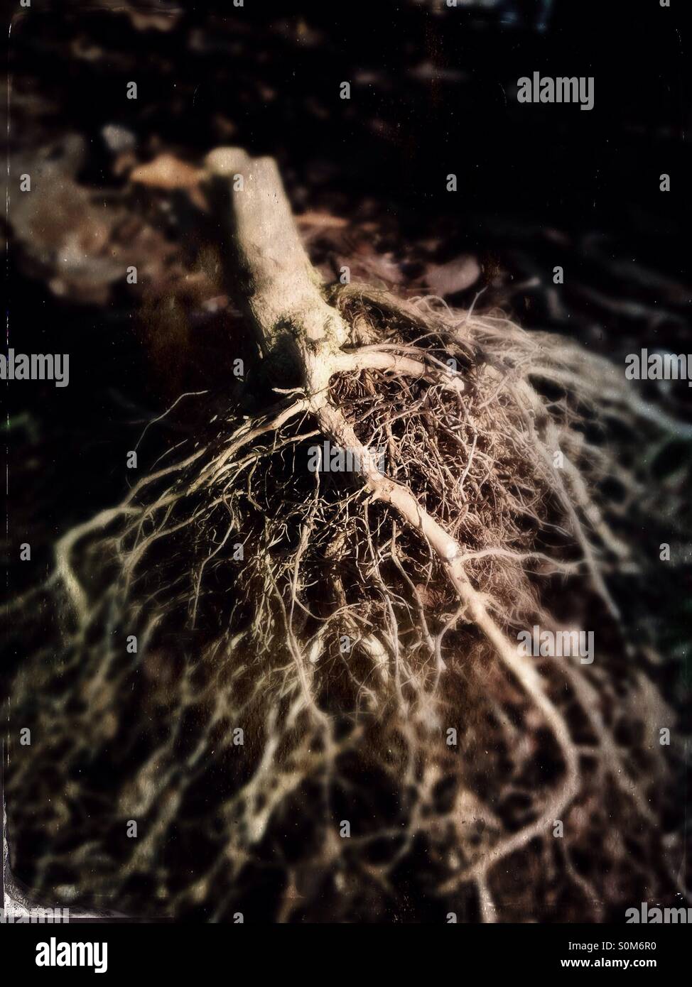 Branching roots hires stock photography and images Alamy