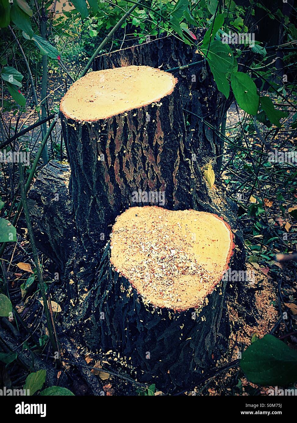 Trees stumps newly cut with sawdust - Smartphone Captured Stock Image