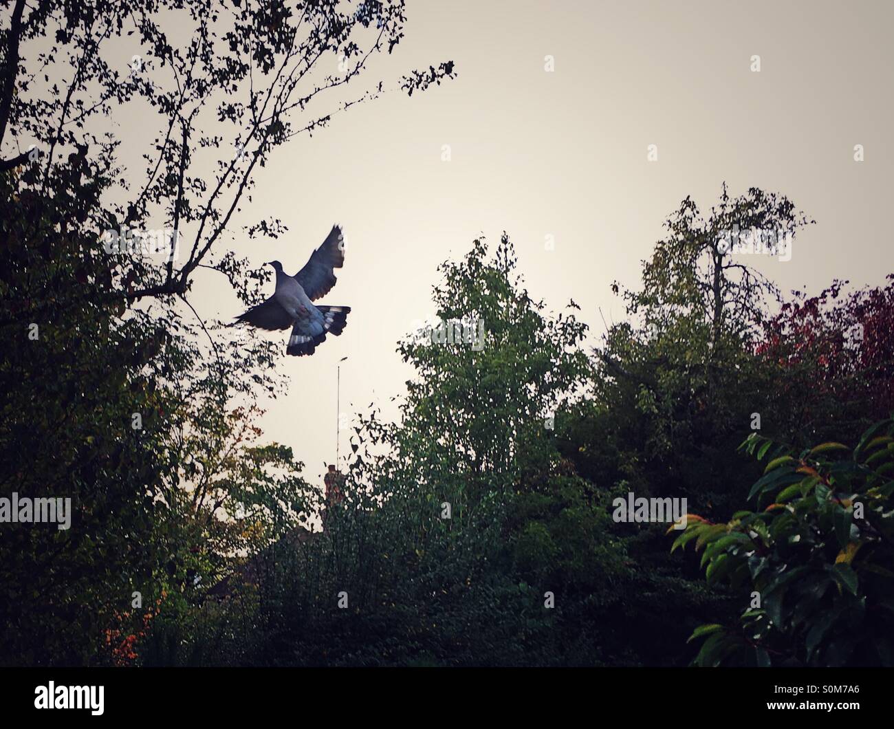 Pigeon flying into the trees - Smartphone Captured Stock Image