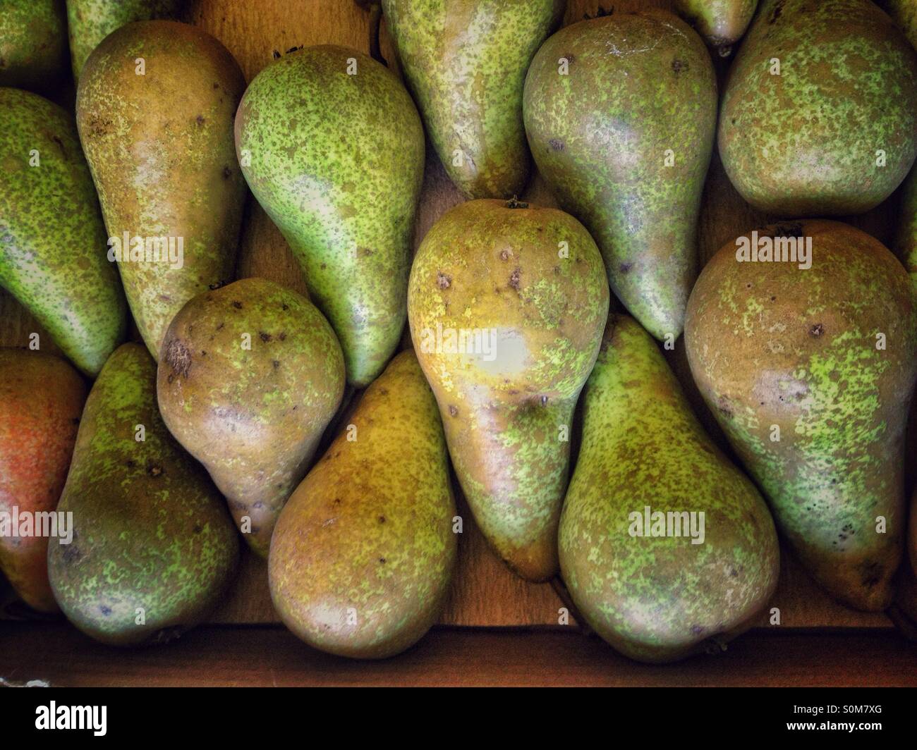 Conference pears Stock Photo