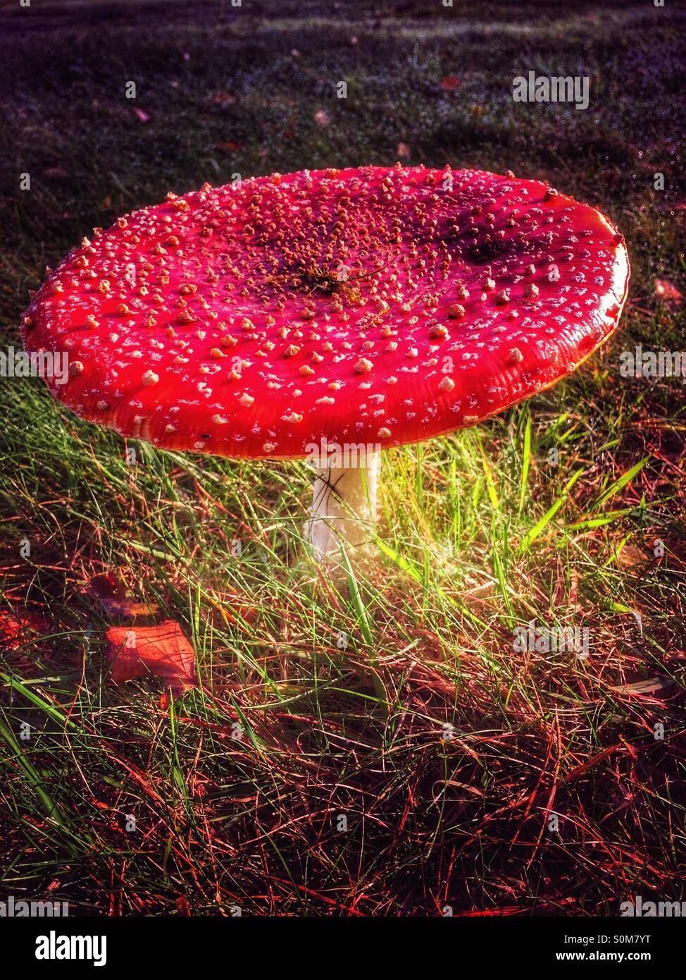 Large red fly agaric mushroom - Smartphone Captured Stock Image