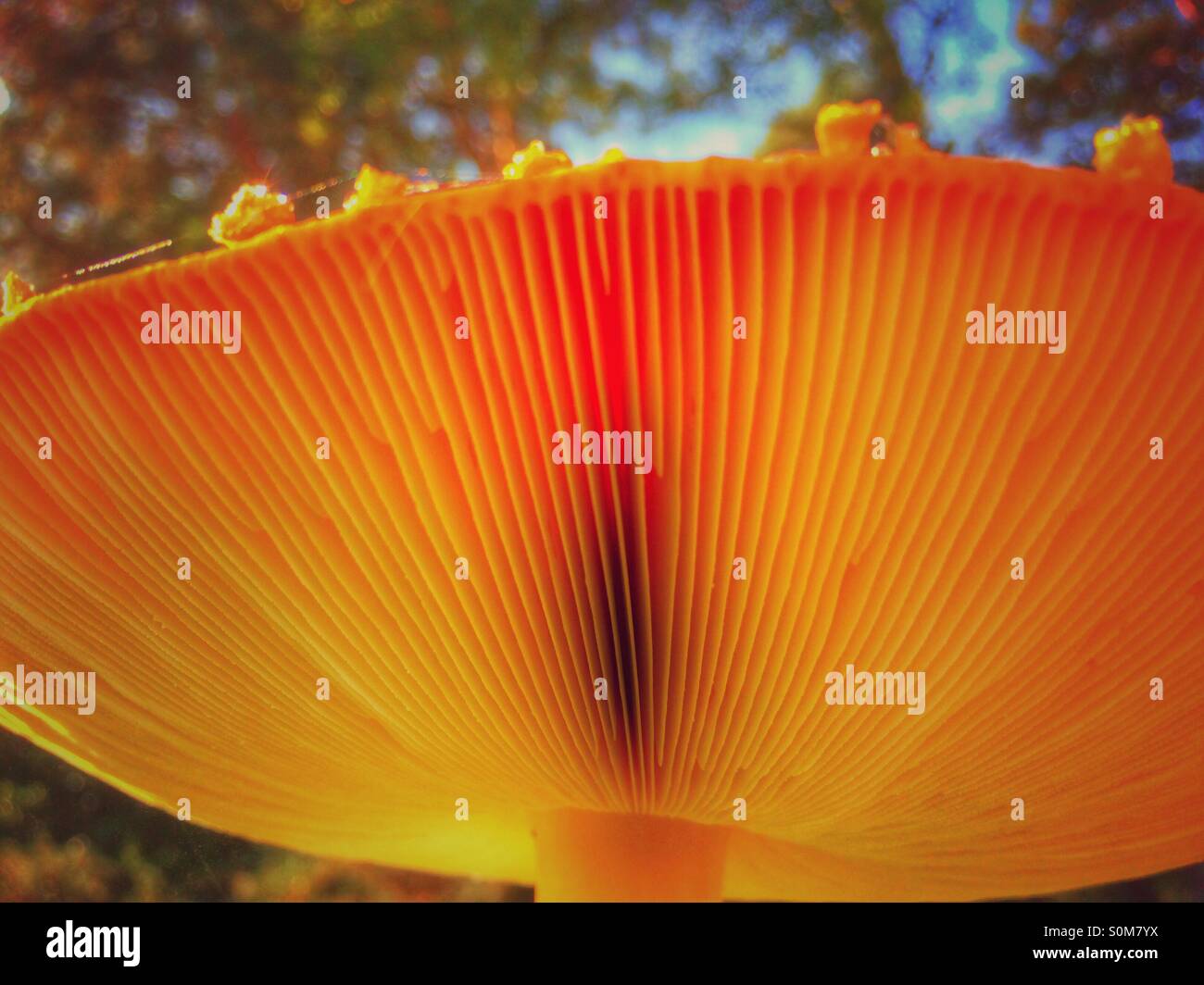 Underside of large red fly agaric toadstool England UK United Kingdom GB Great Britain - Smartphone Captured Stock Image