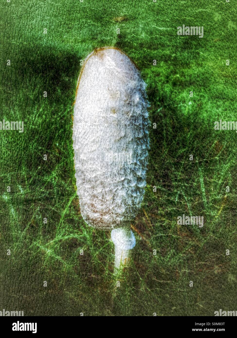 Shaggy mane fungus England UK United Kingdom GB Great Britain - Smartphone Captured Stock Image