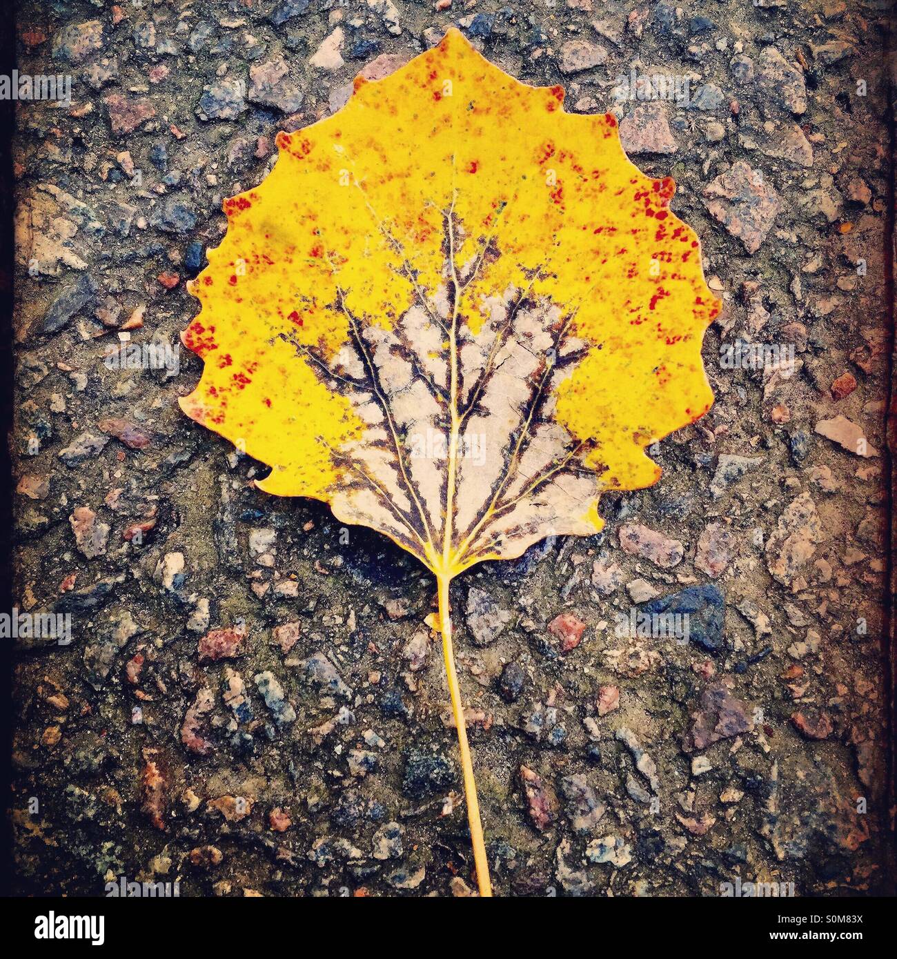 Yellow leaf Stock Photo