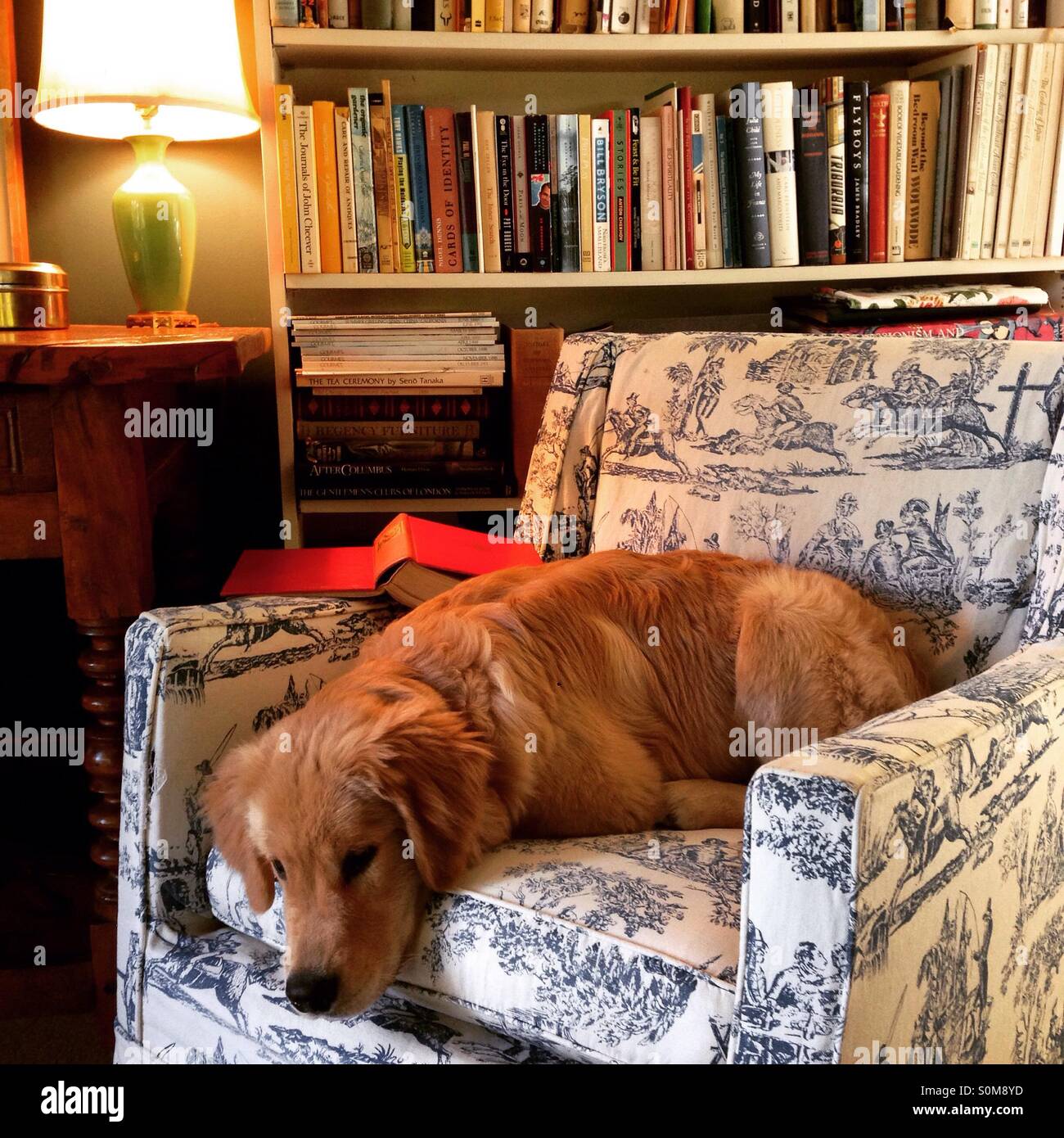 Golden retriever puppy relaxing on his master's favorite chair in the library Stock Photo