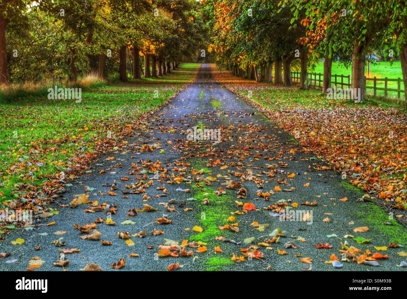 An English country lane scattered with fallen leaves at Autumn time. Late evening sunshine. - Smartphone Captured Stock Image
