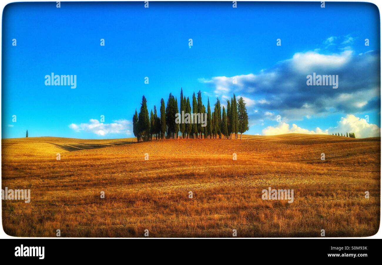 An iconic view of the Landscape in Tuscany, Italy. A group of Cypress Trees in a recently ploughed field in the Val d'Orcia. Photo Credit © COLIN HOSKINS. - Smartphone Captured Stock Image