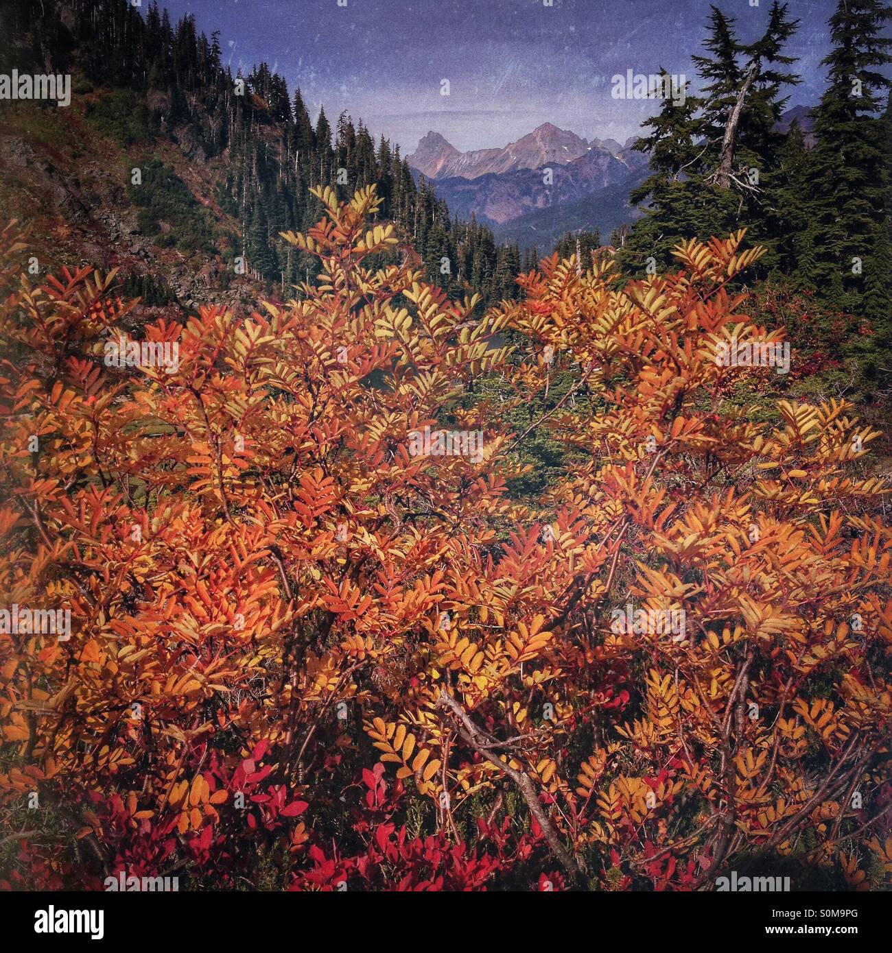 Brilliant autumn sumac in the North Cascades - Smartphone Captured Stock Image