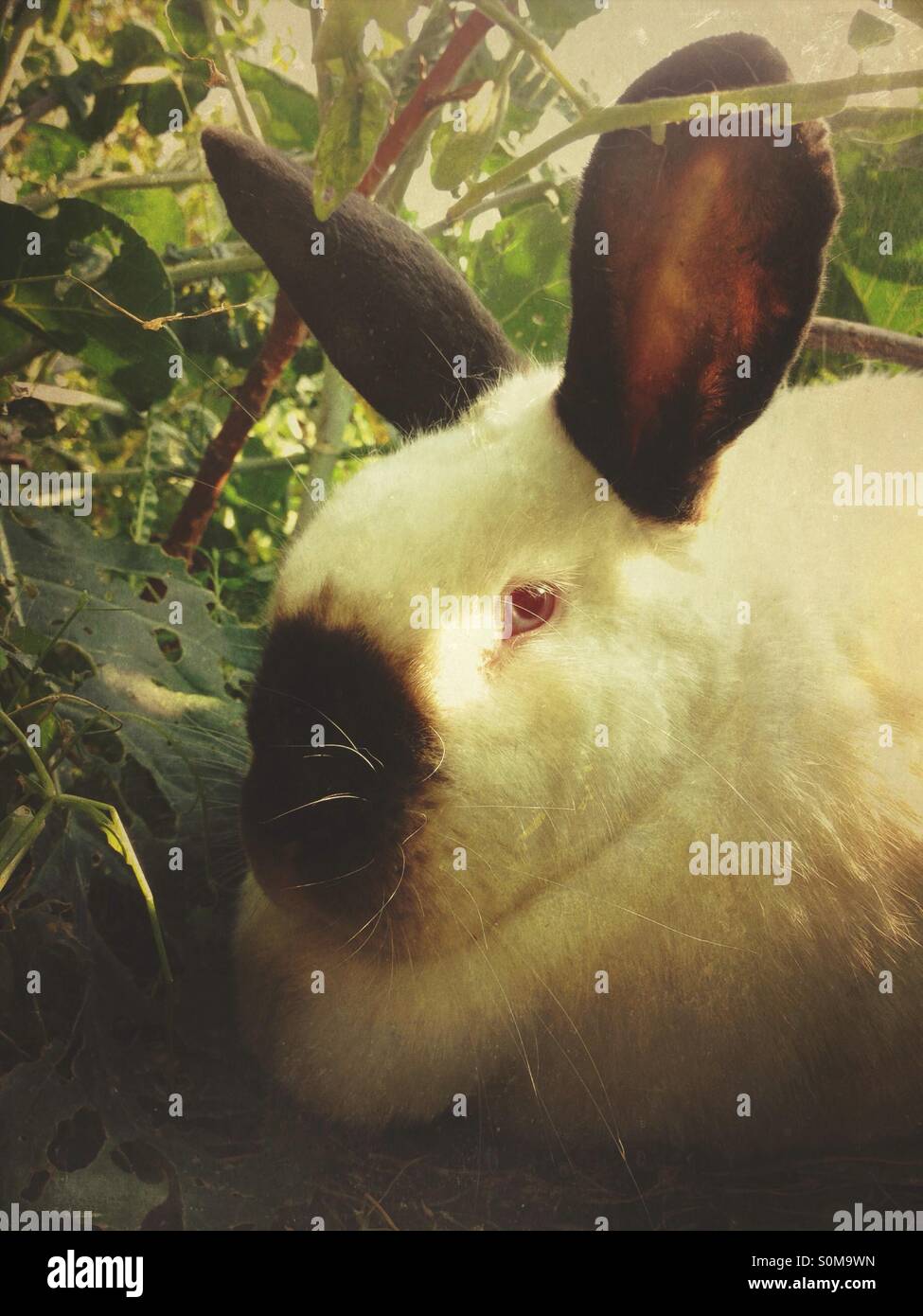 Large pet rabbit Stock Photo Alamy